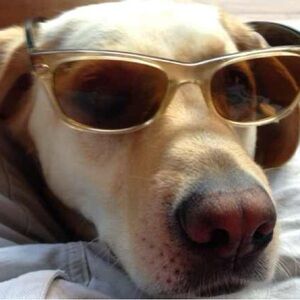 Meet your Posher, Paul